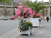  arbuste fleuri, place de la Carrière